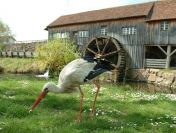 Ukraina. Oddamy stare drewniane budynki do rozbioru, rancza