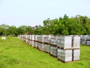 Ukraina.Miod 6 zl/kg. Pozyskujemy ziolomiody, propolis, wosk. Gospodarstwa