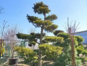 Sosna Banksa formowana bonsai / 2,5-3m / pietraszewski.com.pl
