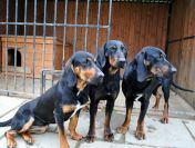 GOŃCZY POLSKI reproduktory użytkowe zapraszają na randkę