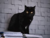Dusia - czarna piękność, cudna kotka do pokochania!