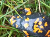 Ekspertyzy przyrodnicze | ornitolog herpetolog...