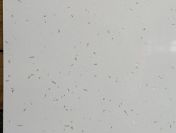 Konglomerat kwarcowy STAR SHELL WHITE 60x60x1,2 poler