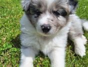 Pies rasy Border Collie FCI