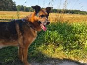 Lizak - wychowany, przyjazny psiak szuka domu!