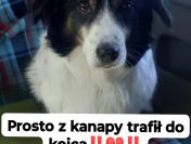 Rabi - domowy, wesoły, niewielki psiak PILNIE szuka domu!