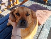 Rydzuś - niekonfliktowy, młody, łagodny psiak