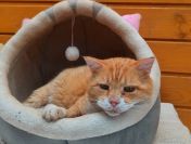 Garfield - ułożony, kochany rudzielec szuka domu!