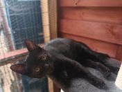 Lukrecja - młodziutka, delikatna koteczka szuka domu!