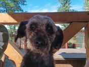 Misiu - kochany, domowy, przyjazny sznaucer mix