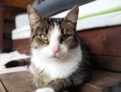 Wyjątkowa, miziasta, przyjazna koteczka do adopcji!