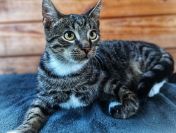 Borowik - 4 miesięczny kociak szuka domu!