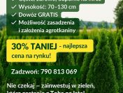 TUJE SZMARAGD