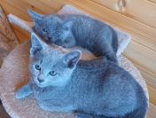 Sprzedam kocięta rasy rosyjskiej niebieskie z rod,szczep,czip
