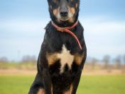 Puszek - łagodny, nieduży, niezwykle przyjazny!