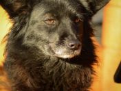 Bleki - suczka o kocim sercu szuka domu