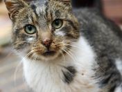 Lolek - ciekawski, fajny kocur szuka domu!