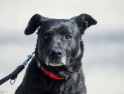 Armia - łagodna, delikatna sunia szuka domu!