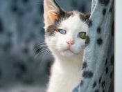 Dwa urocze, wesołe kocięta szukają domów!