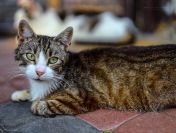 Elsa - spokojna, delikatna koteczka szuka domu!