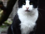 Dany - cudowny, wesoły, niekonfliktowy kotek!