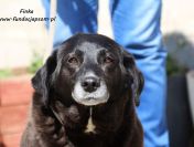 Finka - całe życie w schronisku, pomocy!