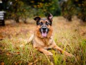 Lizak - kochany, przyjazny owczarek szuka domu!