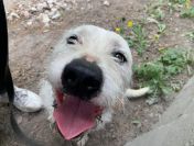 Nero - wyjątkowy pies szuka kochającego domu!