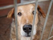 Łagodny Kapral - psi anioł PILNIE szuka domu!