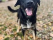 10 miesięczny Majlo - wesoły, przyjazny szczeniak!