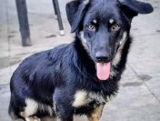 Sreberek - niewielki, domowy psiak szuka domu!