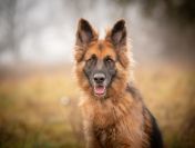 Ares - młody przepiękny owczarek szuka spokojnego domu!