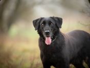 Uśmiechnięty Portos w typie labradora szuka domu!