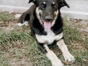 Tutka - sunia ideał, młoda, kotolubna, wesoła!