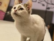 Olinek - słodki 4 miesięczny kociak do pokochania