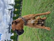 Szukam domu dla rasowego boksera roczny łagodny