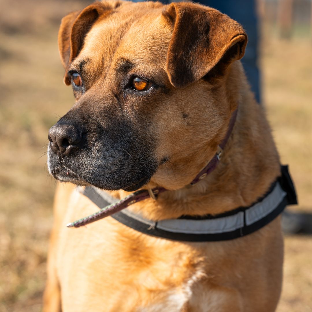 Aza - wesoła, łagodna, rodzinna sunia!  - Zdjęcie 1