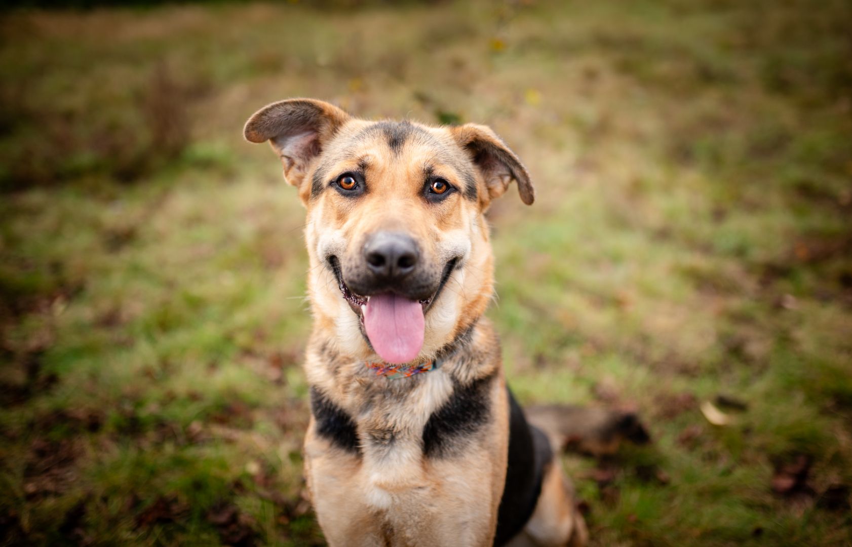 Magnus - młody, niesamowicie wesoły i przyjazny psiak!  - Zdjęcie 1