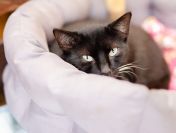 Bryś - wspaniały, delikatny kotek szuka domu!