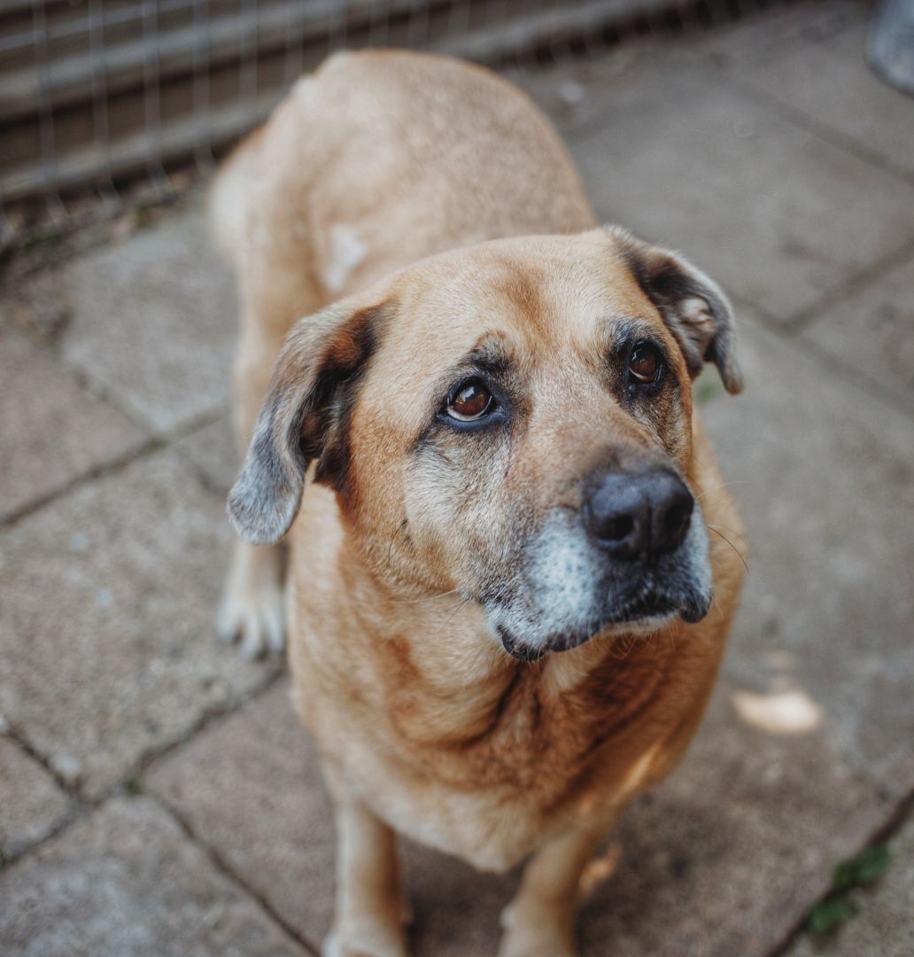 Suzi - domowa, wychowana suczka szuka domu!  - Zdjęcie 1