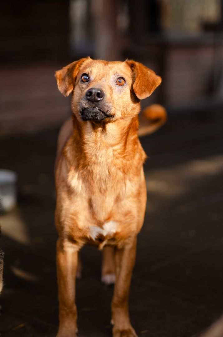 Rożek - prawdziwy diament do pokochania!  - Zdjęcie 1