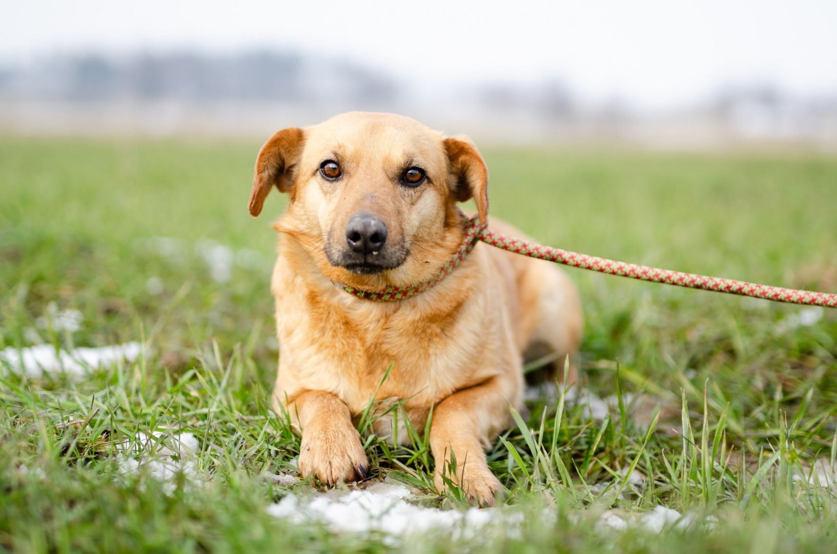 Delikatny Rudzik, oaza łagodności do pokochania!  - Zdjęcie 1