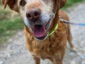 Staś - cudowny psi dziadek BŁAGA o dom!