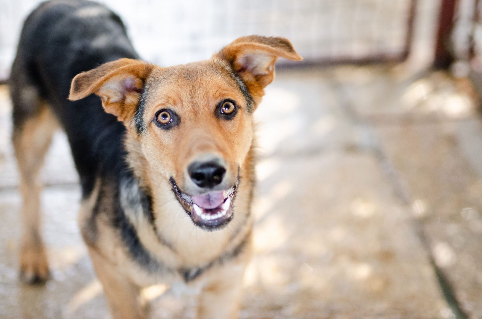 Bobi - młody, wesoły psiak szuka swojej  - Zdjęcie 1