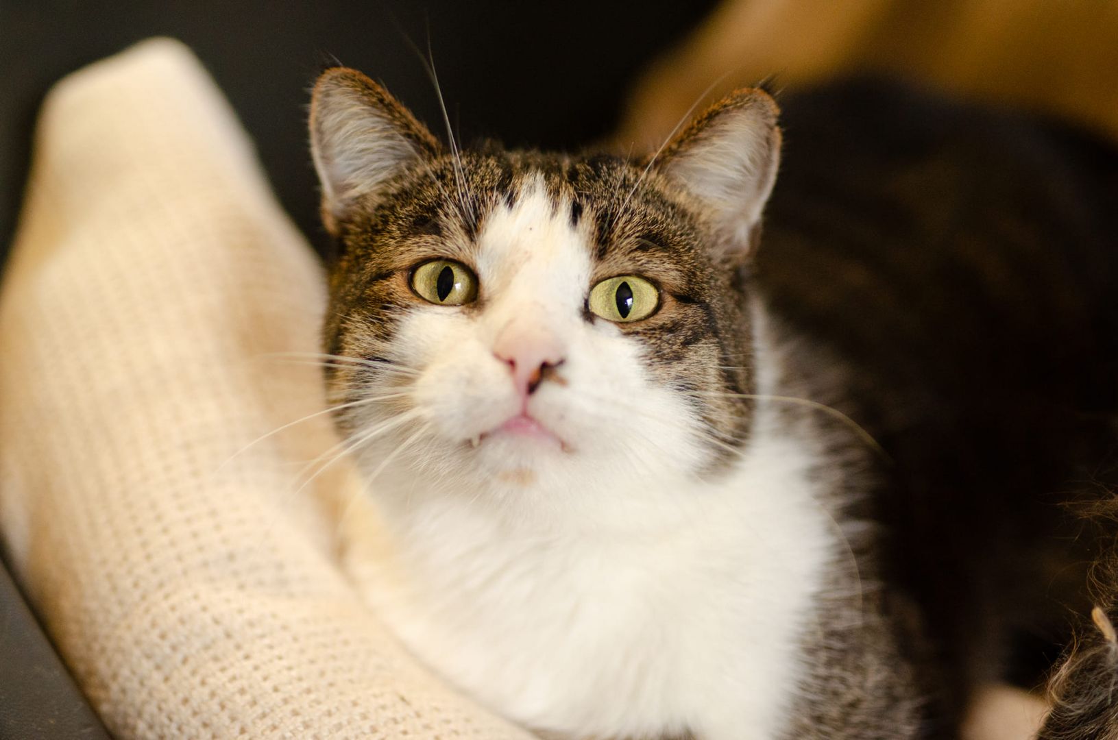 Kibo - koci przytulas szuka domu!  - Zdjęcie 1