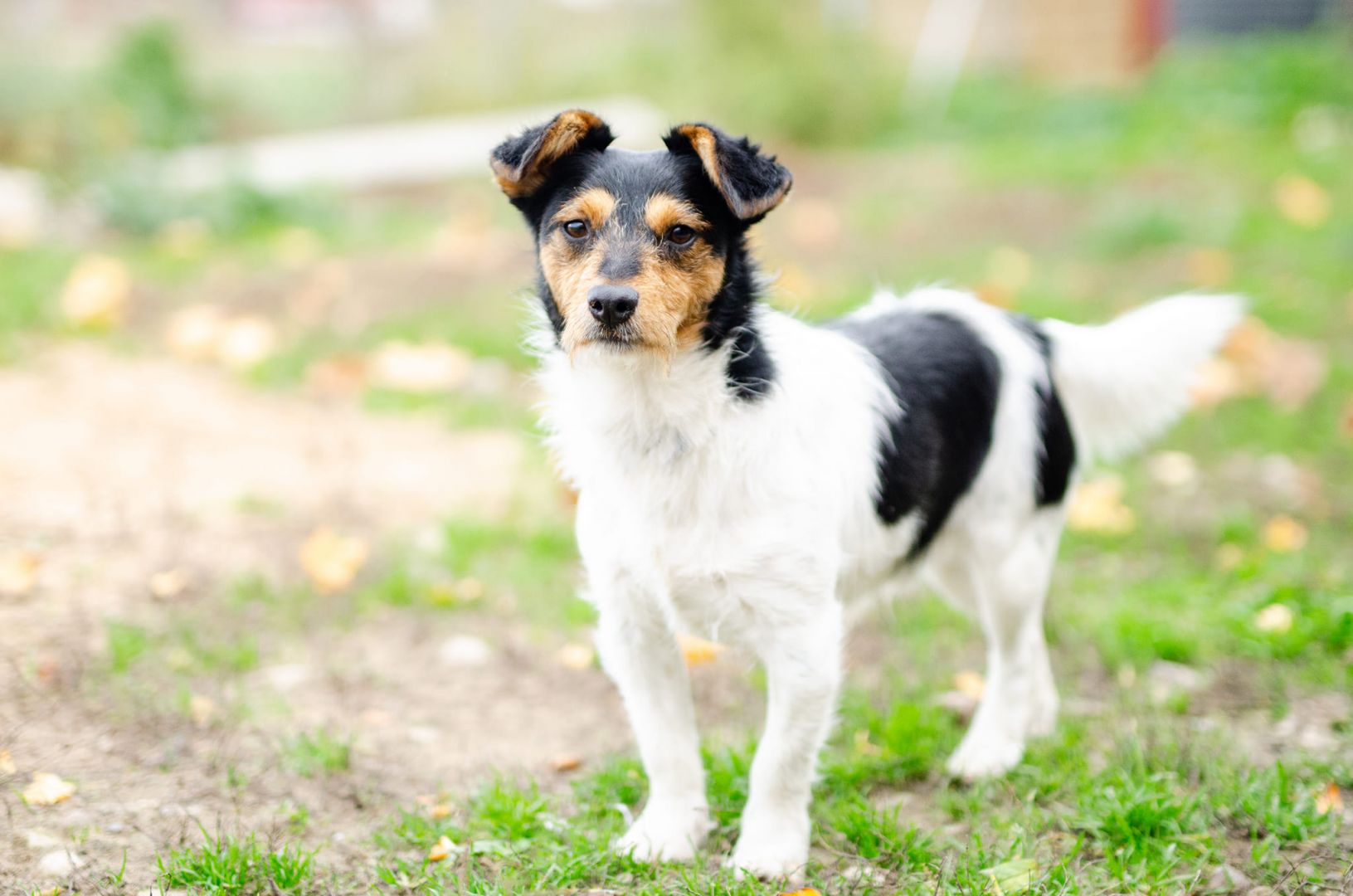 Żuczek - mikropsiak z wielką osobowością!  - Zdjęcie 1