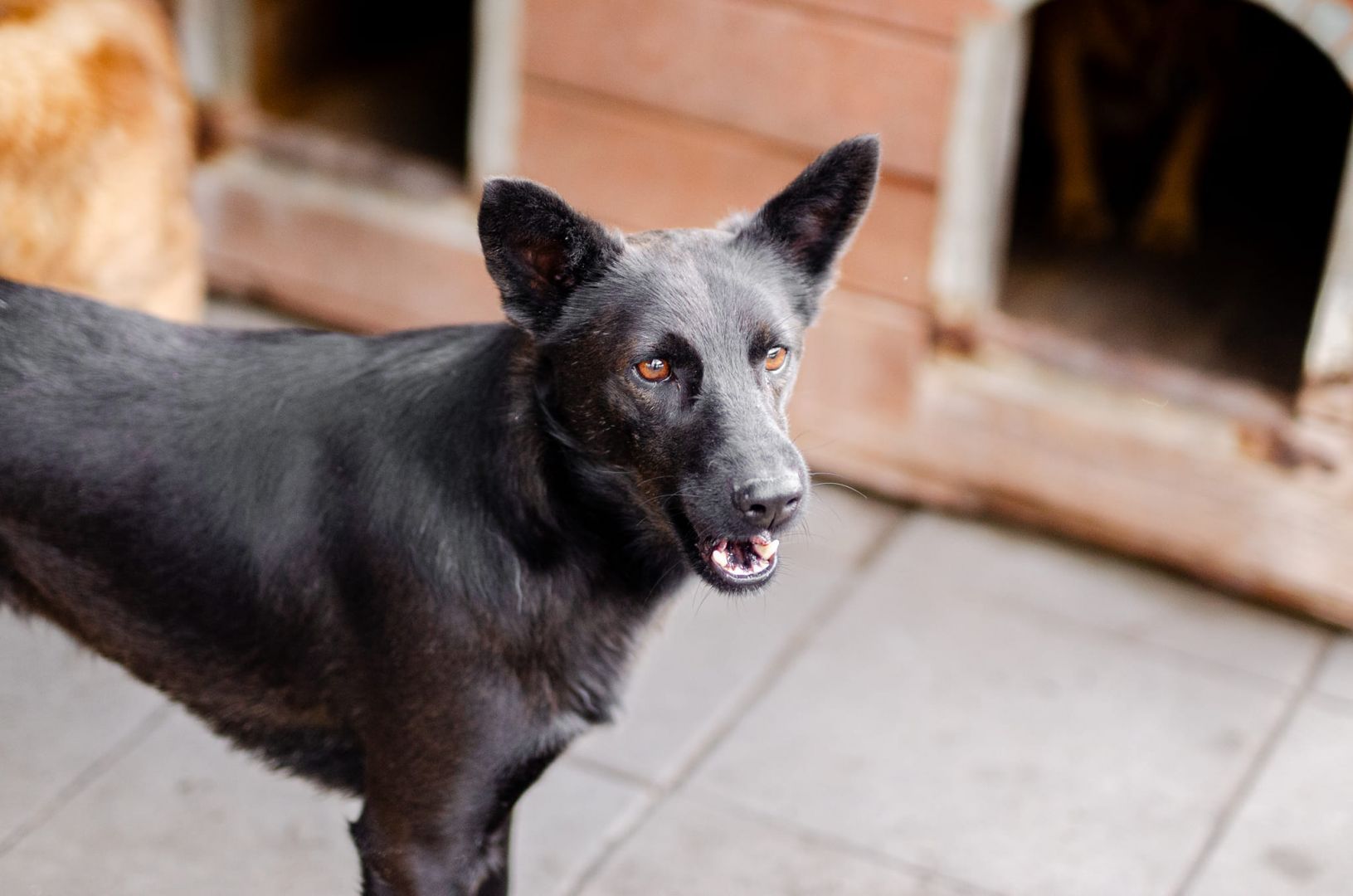 Bączek - kochany czarny wilczek szuka domu!  - Zdjęcie 1