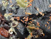 Pomarańczowe Skoczogonki Yuukianura aphoruroides – 100 sztuk