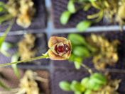 Stelis hirtzii – miniaturowy storczyk do paludarium