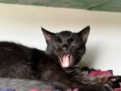 Gizmo - półroczny, wesoły kociak szuka domu!